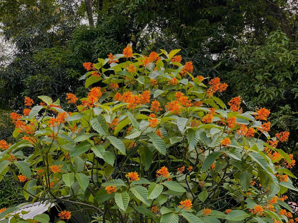 Los Amigos Jungle Hotel Tortuguero Ngoại thất bức ảnh