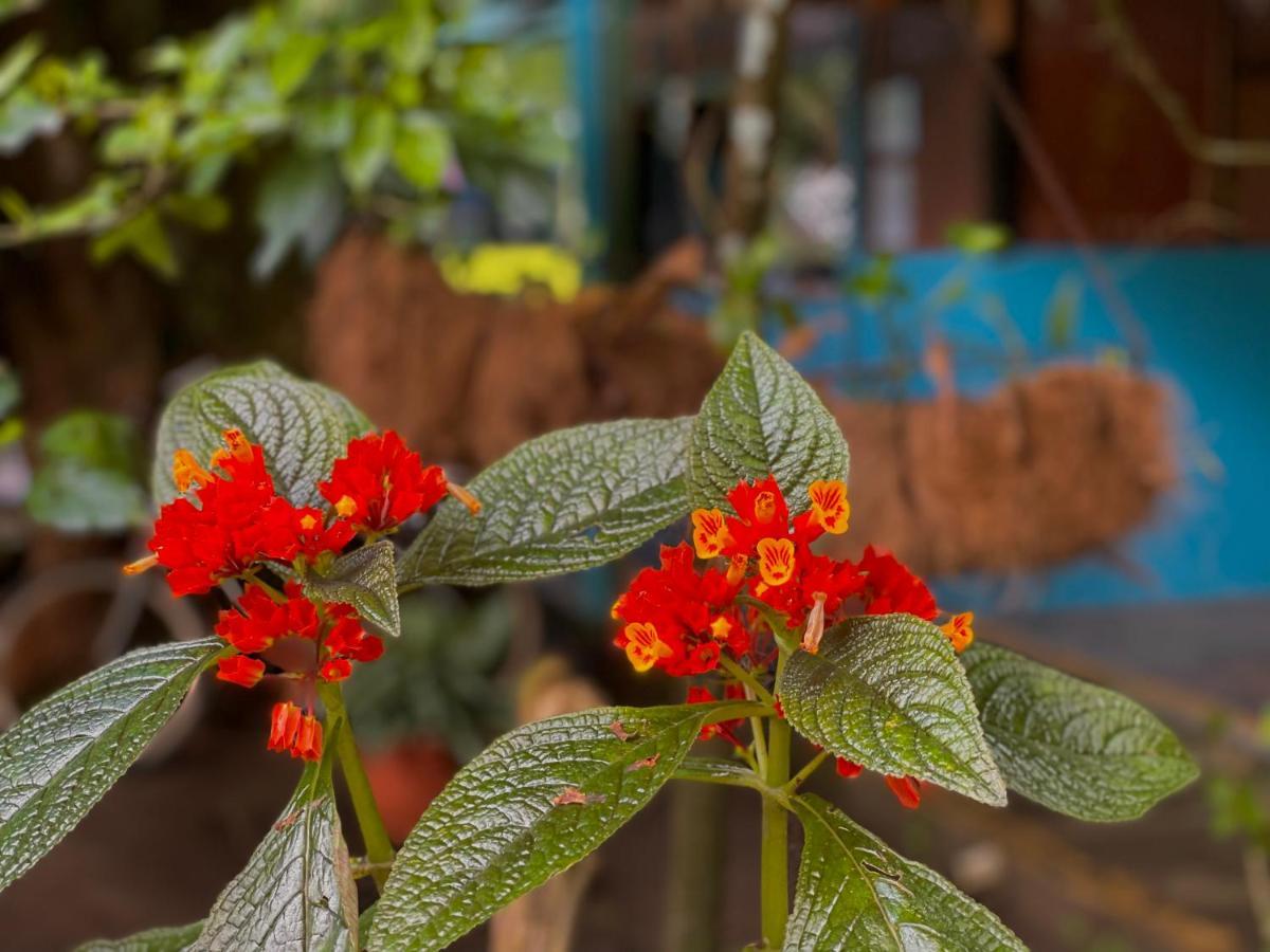 Los Amigos Jungle Hotel Tortuguero Ngoại thất bức ảnh