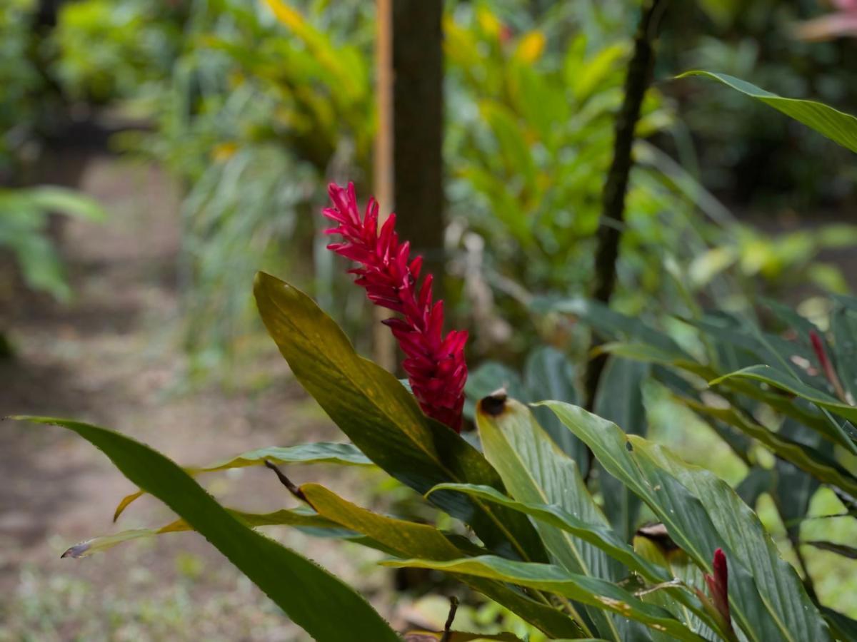 Los Amigos Jungle Hotel Tortuguero Ngoại thất bức ảnh