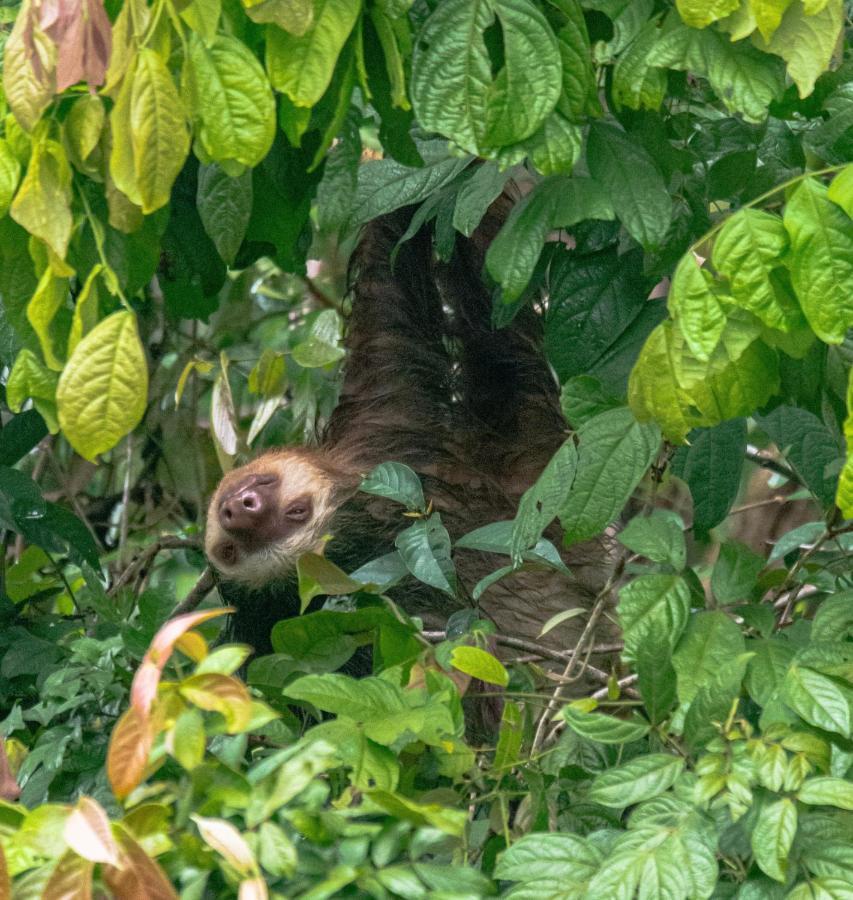 Los Amigos Jungle Hotel Tortuguero Ngoại thất bức ảnh