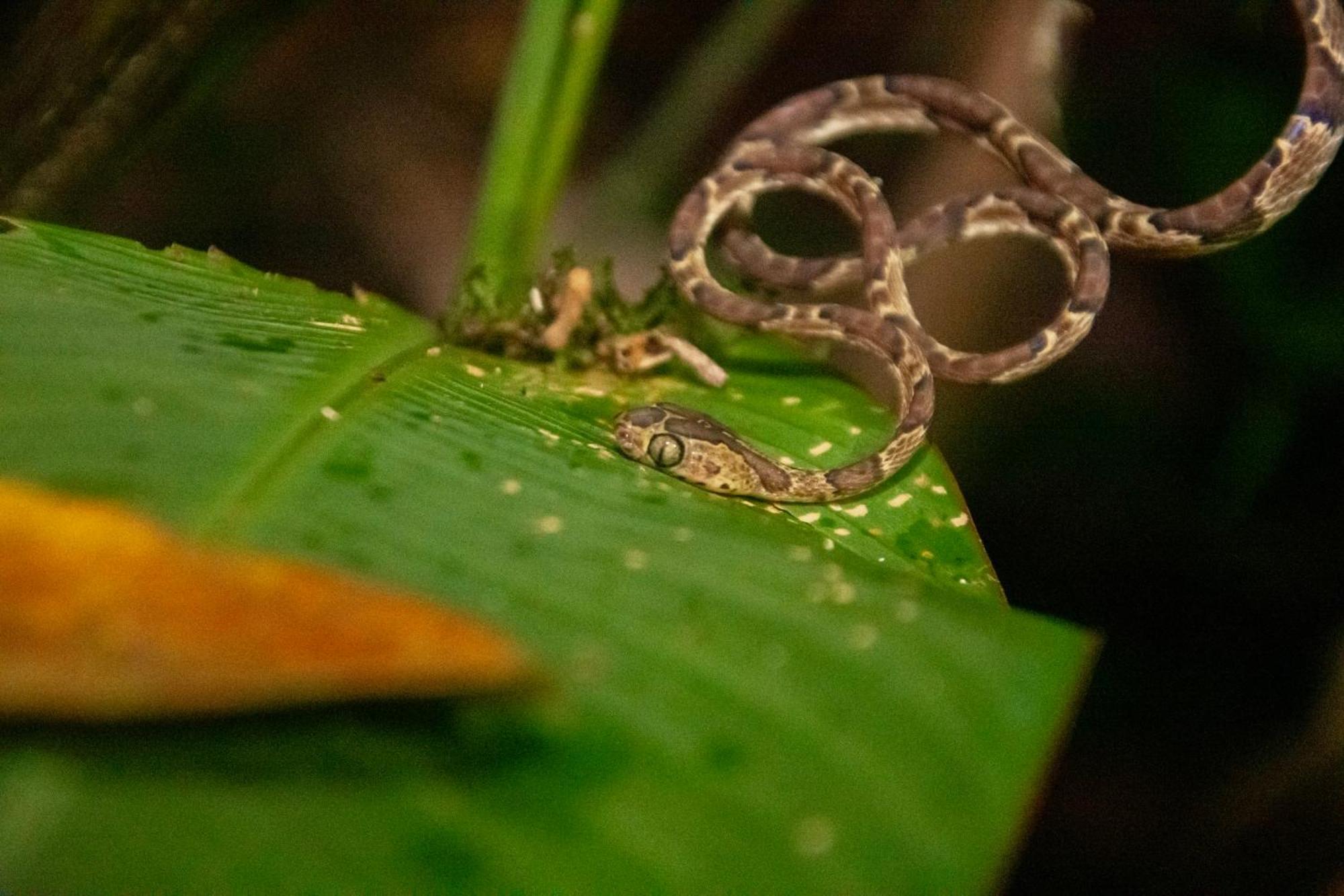 Los Amigos Jungle Hotel Tortuguero Ngoại thất bức ảnh